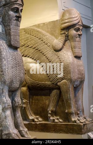 Geflügelter, menschkopfiger Stier und geflügelter, menschkopfiger Löwe, Assyrer, 865-860 v. Chr., aus dem Nimrud-Nordwestpalast, britisches Museum, London, England, Großbritannien. Stockfoto