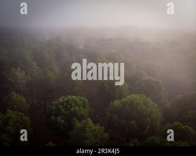 Harzgewinnung in einem Pinus Pinaster Wald, Montes de Coca, Segovia, Spanien. Stockfoto