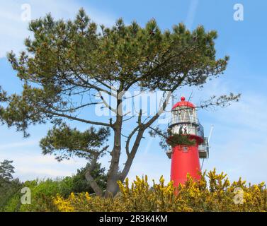 Niederlande, Vuurduin ist ein Leuchtturm auf der niederländischen Insel Vlieland. Der Leuchtturm wurde 1909 auf Vlieland platziert, auf einem der Vuurboetsduin, Stockfoto