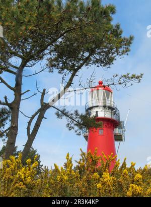Niederlande, Vuurduin ist ein Leuchtturm auf der niederländischen Insel Vlieland. Der Leuchtturm wurde 1909 auf Vlieland platziert, auf einem der Vuurboetsduin, Stockfoto