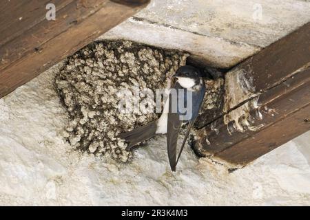 Das gewöhnliche Haus martin fliegt zurück zu seinem Nest, um seine Jungen zu ernähren Stockfoto