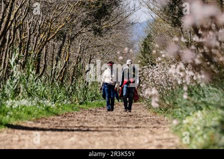 Trekking en el camino de Sa Siurana - Canal des Sol,, S'Albufera de Mallorca, Mallorca, Balearen, Spanien. Stockfoto