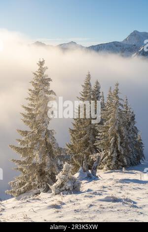 Tannheimer-Tal über den Wolken bei Sonnenaufgang im Winter mit frischem Tiefschnee Stockfoto