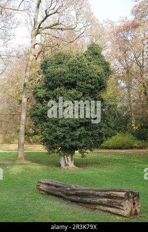 Hedera Helix, Efeu, Baum Stockfoto