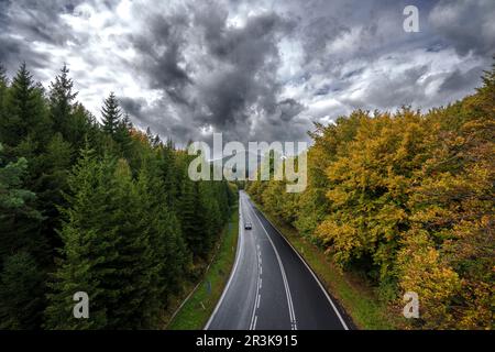 Fichtenwald und Laubwald im Herbst Stockfoto