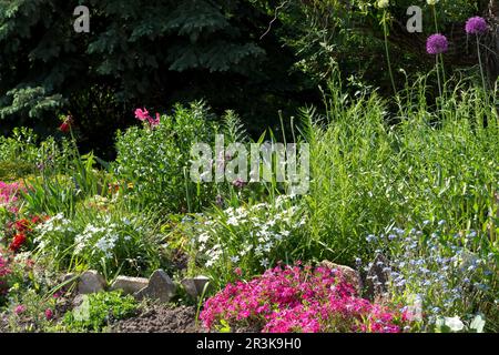 Blumenbeete mit verschiedenen Arten dekorativer Blumen. Fichte im Hintergrund Stockfoto