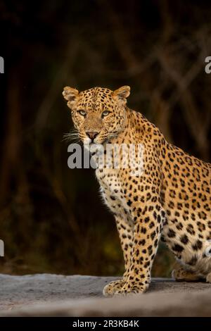 Riesige große wilde weibliche Leoparden oder panthera pardus fusca extreme Nahaufnahme feines Kunstbild oder Portrait bei Wildtier-Safari in Jhalana Stockfoto