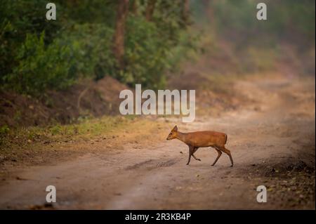 Nebenprofil bellender Hirsche Muntjac oder indischer Muntjac oder roter Muntjac oder Muntiacus muntjak ein Geweih während der Outdoor Dschungel Wildlife Safari in corbett Stockfoto