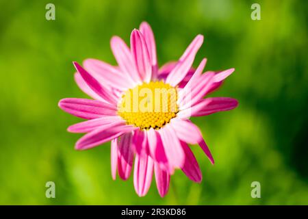 Tanacetum coccineum laurin - rosa Blume im Spätwohnling Stockfoto