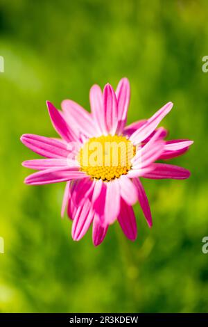 Tanacetum coccineum laurin - rosa Blume im Spätwohnling Stockfoto