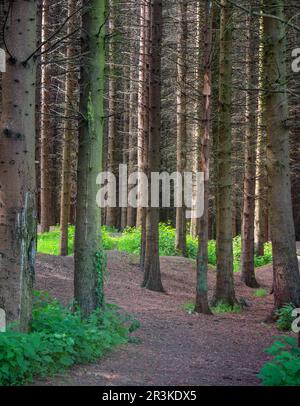 Waldweg durch dichte Schotten Kiefern, Kinneil Wood, Bo'Ness. Schottland, Großbritannien Stockfoto