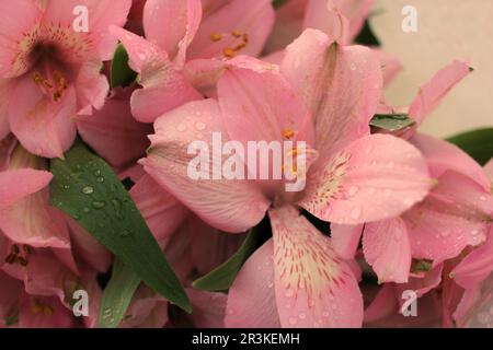 Eine Nahaufnahme einer wunderschönen rosa Lilienblume in voller Blüte. Stockfoto