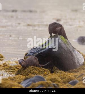 Wilde weibliche Otter (Lutra lutra) und ihr Junges auf Felsen, Insel Mull, Schottland Stockfoto