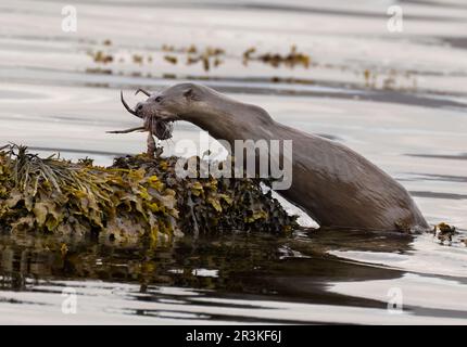 Wilder Hund Otter (Lutra lutra), der mit einer Krabbe auf der Insel Mull, Schottland, an Land kommt Stockfoto