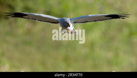 Atemberaubende Jagd auf die Beute auf der Insel Mull, Schottland Stockfoto