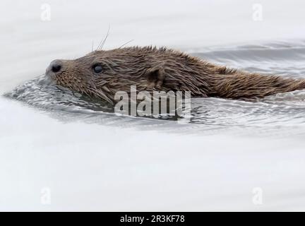 Wilder Otter (Lutra lutra) auf der Insel Mull, Schottland Stockfoto