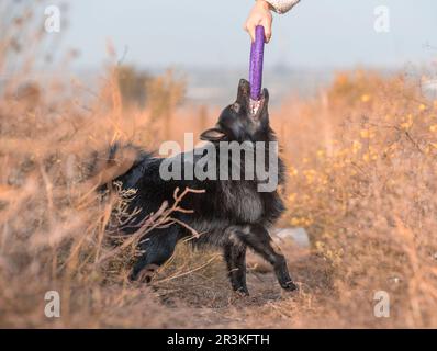 Schipperke Hündchen spielt mit dem Besitzer mit dem lila Spielzeug Stockfoto