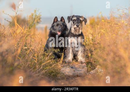 Dekorative Hunde züchten schipperke und Miniatur Schnauzer stehen mit ihren Vorderpfoten auf einem Baumstamm Stockfoto