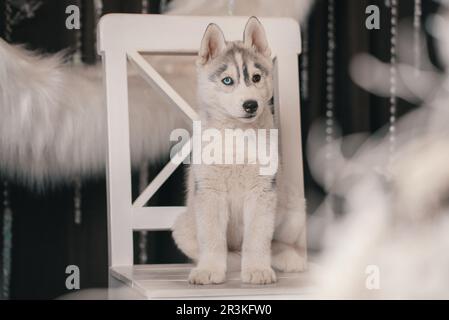 Husky Hündchen sitzt auf einem weißen Stuhl vor dem Hintergrund eines Rings aus weißem Kunstfell Stockfoto