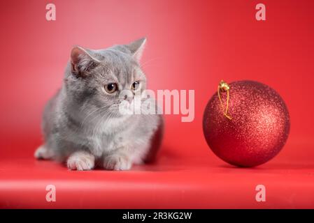 Die britische Kurzhaarkatze sieht sich einen großen Weihnachtsball auf rotem Hintergrund an Stockfoto