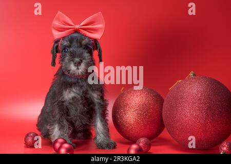 Das kleine Schnauzer-Hündchen sitzt mit riesigen Weihnachtsbällen auf rotem Hintergrund Stockfoto