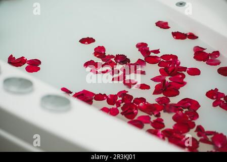 Rote Rosenblütenblätter schwimmen in der Badewanne mit Milch. Stockfoto