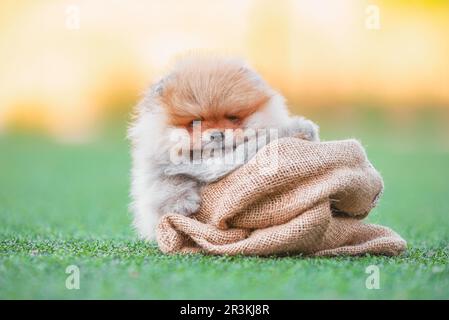 Der rothaarige pommerische Welpe sitzt in einer Tasche auf Kunstrasen Stockfoto