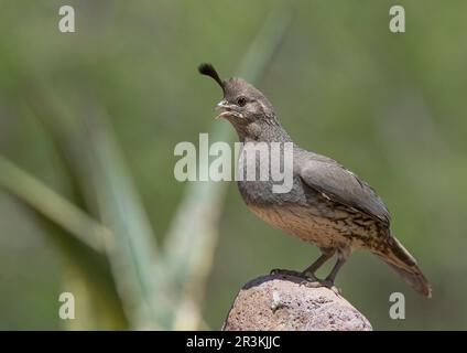 Gambel's Quail (Callipepla gambelii) Green Valley Pima County, Arizona, USA Stockfoto