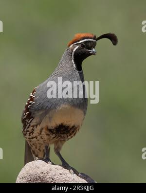 Gambel's Quail (Callipepla gambelii) Green Valley Pima County, Arizona, USA Stockfoto