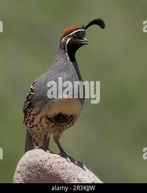 Gambel's Quail (Callipepla gambelii) Green Valley Pima County, Arizona, USA Stockfoto
