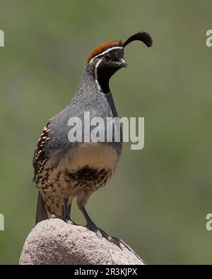 Gambel's Quail (Callipepla gambelii) Green Valley Pima County, Arizona, USA Stockfoto