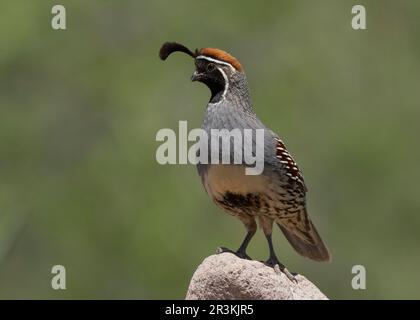 Gambel's Quail (Callipepla gambelii) Green Valley Pima County, Arizona, USA Stockfoto