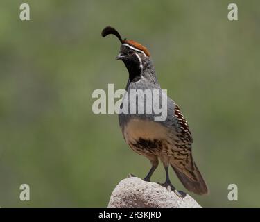 Gambel's Quail (Callipepla gambelii) Green Valley Pima County, Arizona, USA Stockfoto