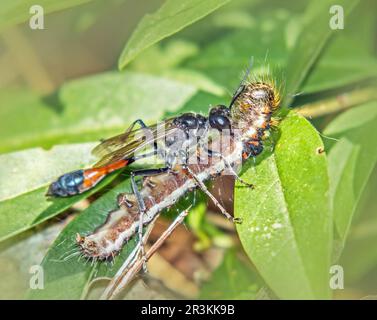 Gewöhnliche SandWespe 'Ammophila sabulosa' mit Raupe Stockfoto