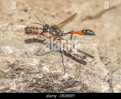 Gewöhnliche SandWespe 'Ammophila sabulosa' mit Raupe Stockfoto