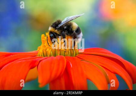 Hummel, die auf einer bunten Blume sitzt und Nektar sammelt Stockfoto