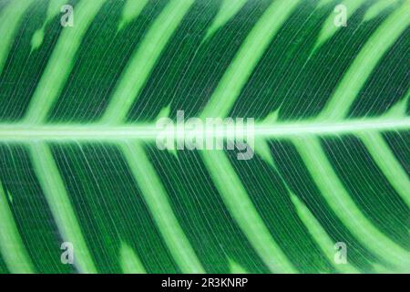 Tropische Blattstruktur, große Palmen Natur dunkelgrüner Hintergrund. Grün. Textur auf einem Blatt Stockfoto