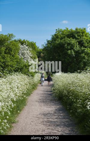 Hundefreunde wandern durch die hohe KuhPetersilie im South Norwood Park in Croydon, South London Stockfoto