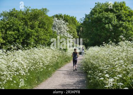 Jogger, der im South Norwood Park in Croydon, Süd-London, durch hohe KuhPetersilie läuft Stockfoto