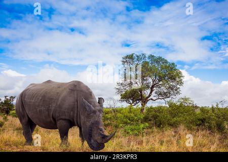 Afrikanisches weißes Nashorn mit kräftigem Horn Stockfoto