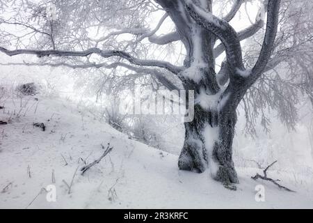 Winter Wald mit Bäumen bedeckt Schnee Stockfoto