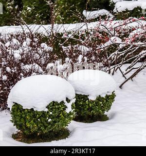 Wintergarten mit dekorativen Sträuchern und geformten Eiben und Buchhölzern, Buxus, mit Schnee bedeckt. Gartenkonzept. Stockfoto