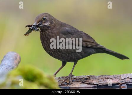 Gemeiner Amsel (turdus merula) mit Baumaterial für sein Nest im Schnabel, das sich in der Nähe eines Wasserteichs auf moosem Boden aufstellt Stockfoto