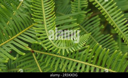 Hintergrund der Rahmenfüllung grüner Farnblätter Stockfoto
