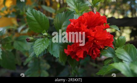 Hibiscus-rosa-sinensis-Blume. Rote Hibiskusblütenblätter mit grünem Blatt. Rot blühender Hintergrund. Stockfoto