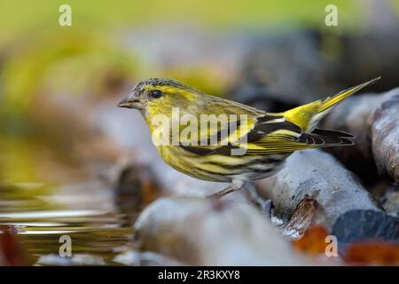 Erwachsener männlicher Eurasischer Siskin (Spinus spinus), der merkwürdigerweise auf einem Ast in einem feuchten moossigen Ort in der Nähe eines Wasserteichs sitzt Stockfoto