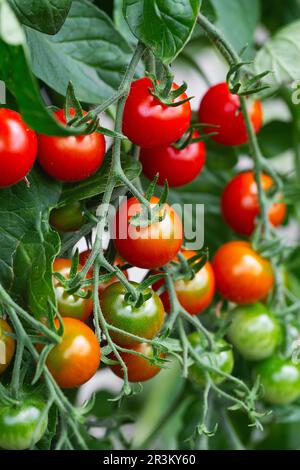 Im Gewächshaus angebaute rote reife Kirschtomaten. Reife Tomaten liegen auf grünem Laubhintergrund und hängen an der Rebe einer Tomate Stockfoto