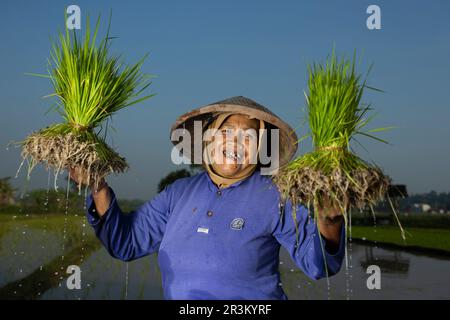 Reiszüchter während der Pflanzsaison, Jogjakarta, Java Island, Indonesien. Stockfoto