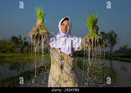 Reiszüchter während der Pflanzsaison, Jogjakarta, Java Island, Indonesien. Stockfoto