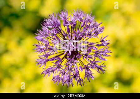 Nahaufnahme einer einzelnen Zwiebel, Allium Cepa, Blütenkopf in voller Blüte. Der violette Blütenkopf ist gegen eine schwach wachsende gelbe Blütenpflanze gerichtet Stockfoto